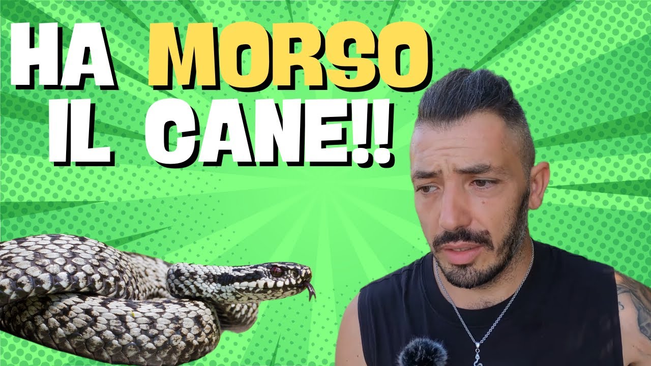 Una VIPERA ha MORSO il cane!!