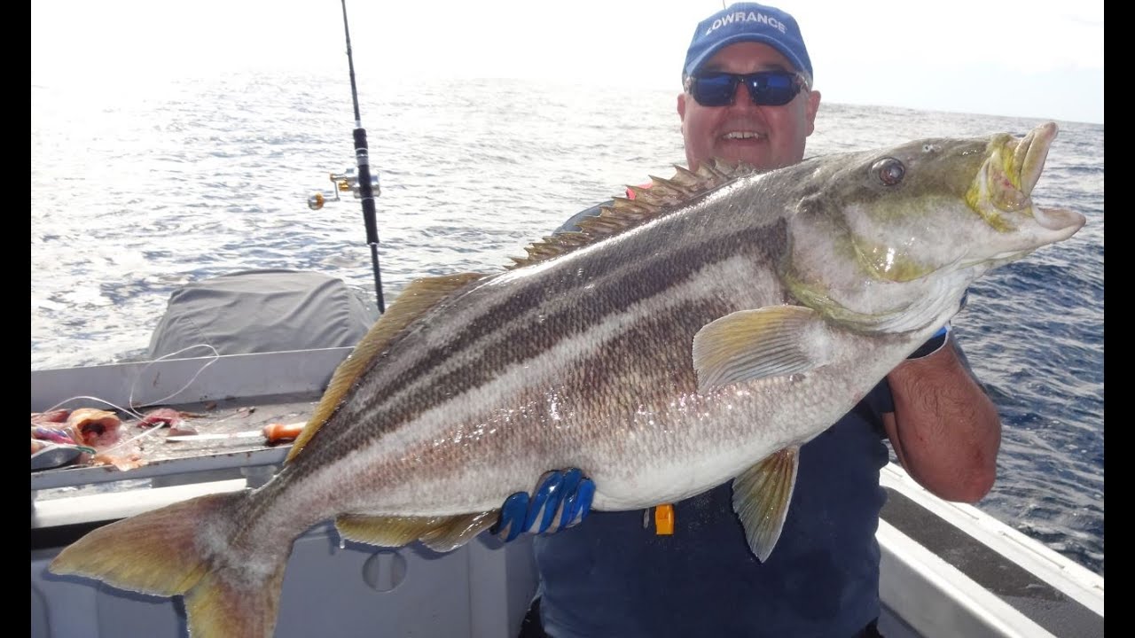 Massive Trumpeter