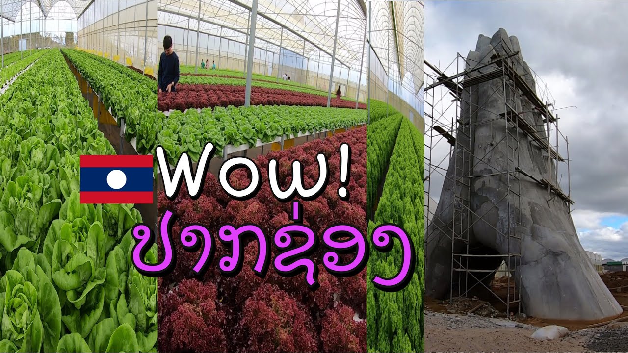 ຟາມຜັກສະອາດ ປາກຊ່ອງ ແຂວງຈຳປາສັກ ฟาร์มผัก เมืองปากซอง แขวงจำปาสัก สปปลาว Paksong, Champasak, Laos.