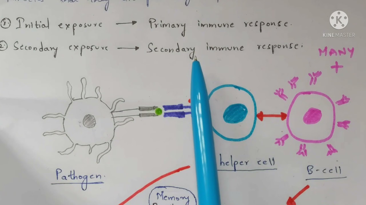 Memory cells | Memory B cells | Memory T cells | Function | Production | Bio science