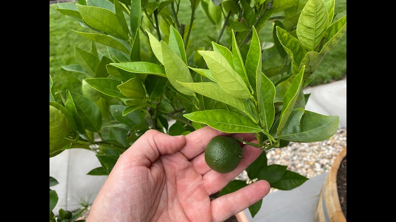 Odc. 23 - Pomarańcza (Citrus Sinesis)