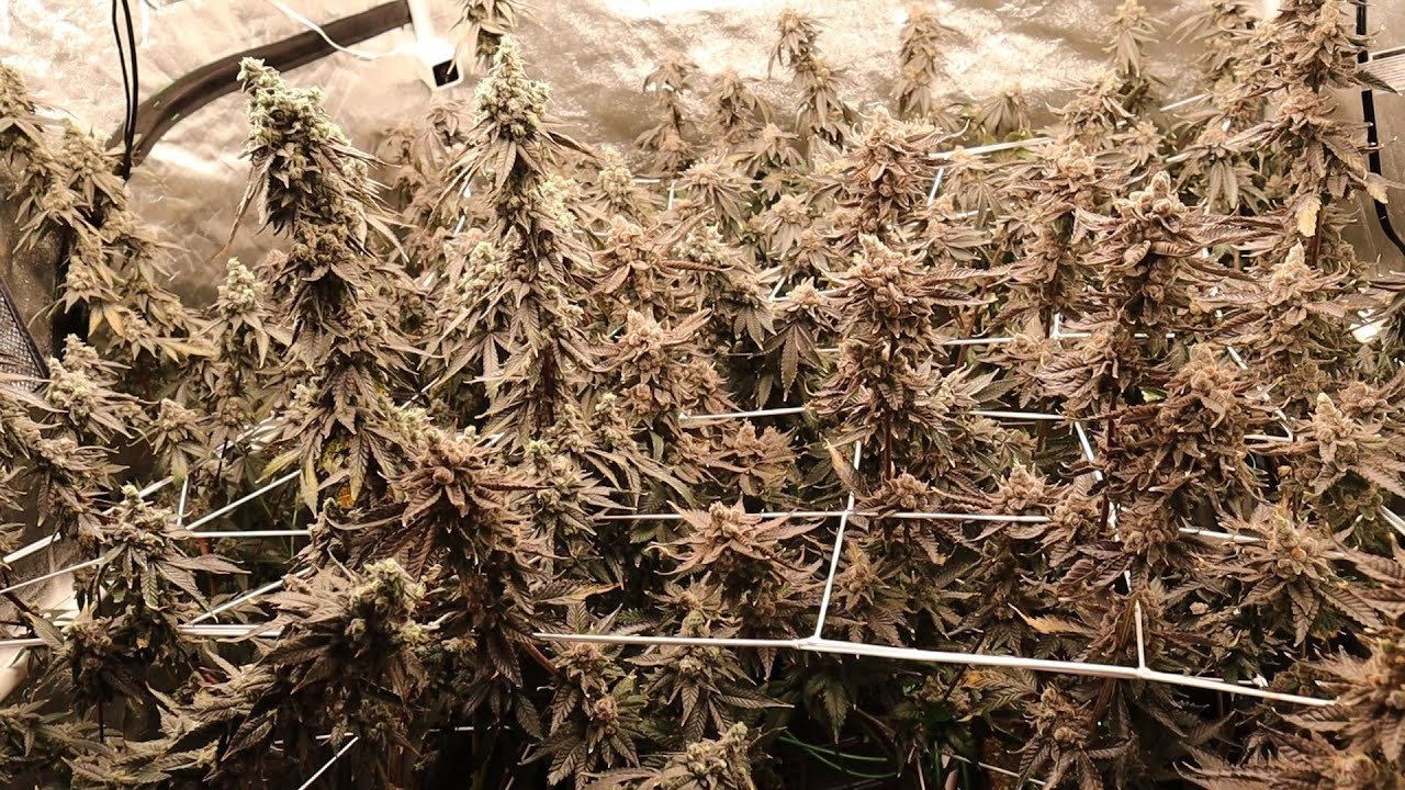 PHAT Tent HARVEST DAY! Gush Mints, Red Pop, Runtz Buttonz, Rainbow Chip Week 9! #zpstrains