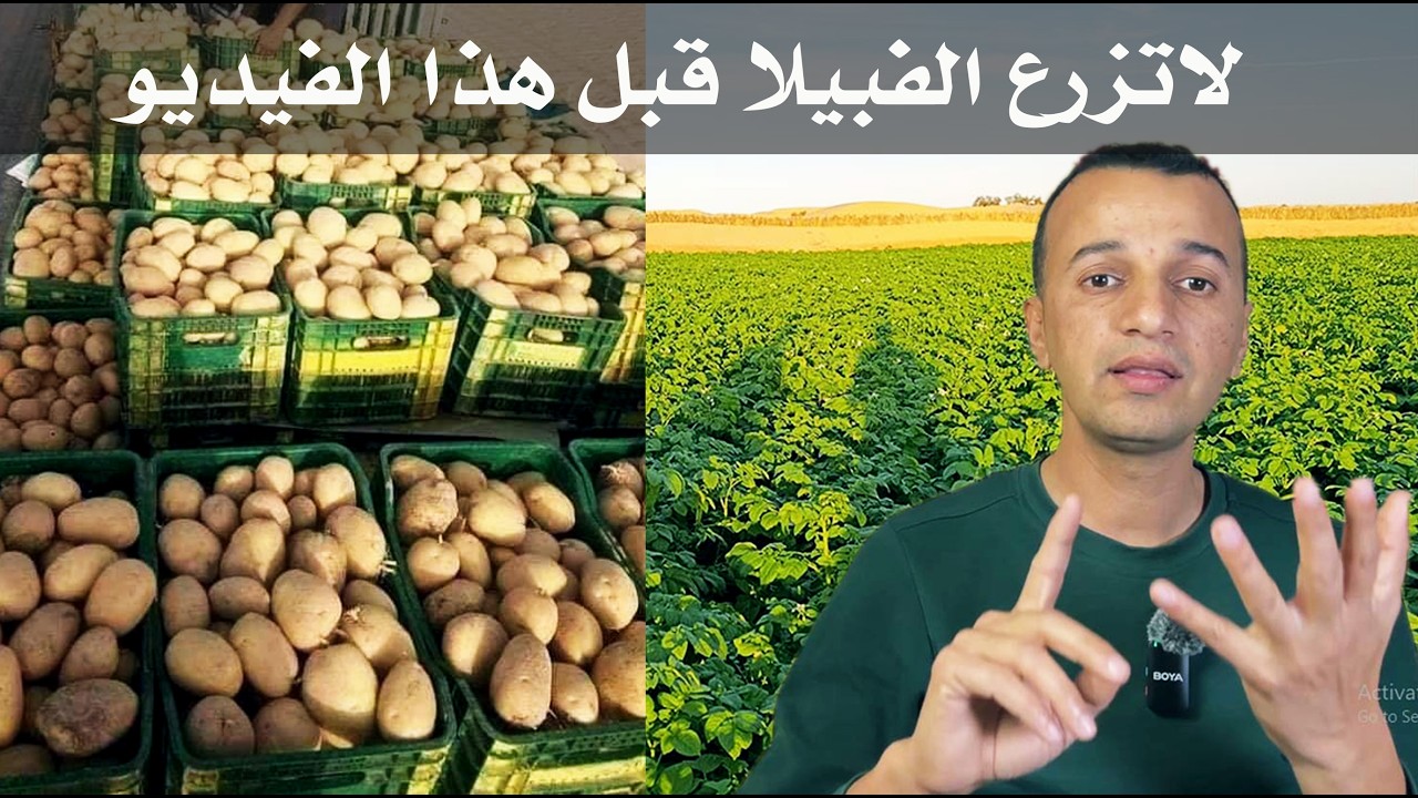لا تزرع الفبيلا اذا لم تطبق هذه الخطة المربحة
