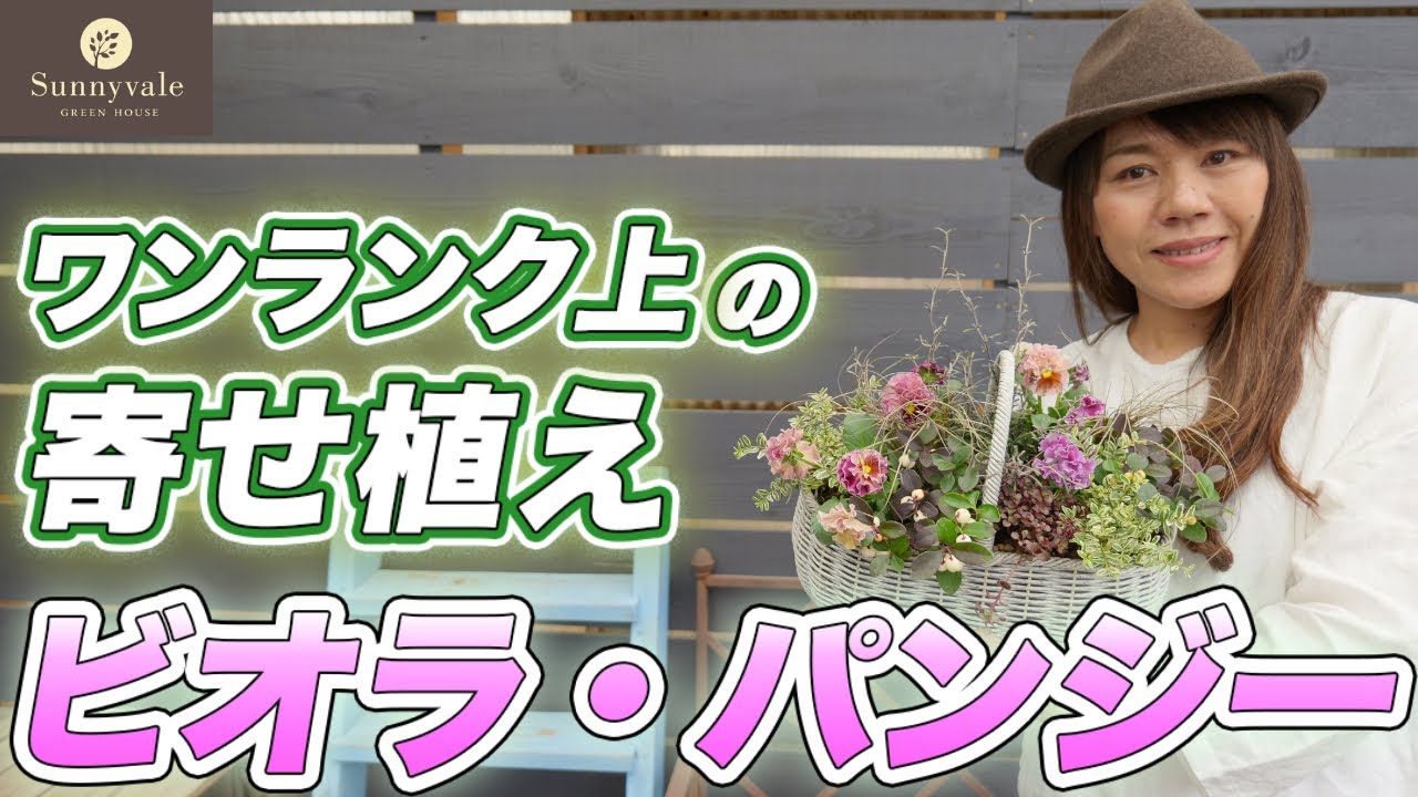 【ビオラ•パンジー】可愛くオシャレに♪秋冬を彩る色合わせ&配置のコツをご紹介します!