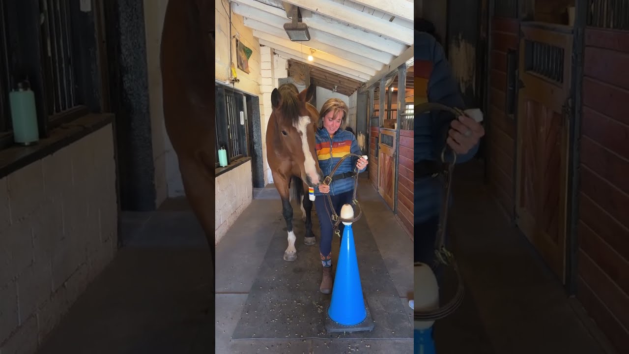 Teaching a Horse to Lower his Head for the Halter Using Positive Reinforcement