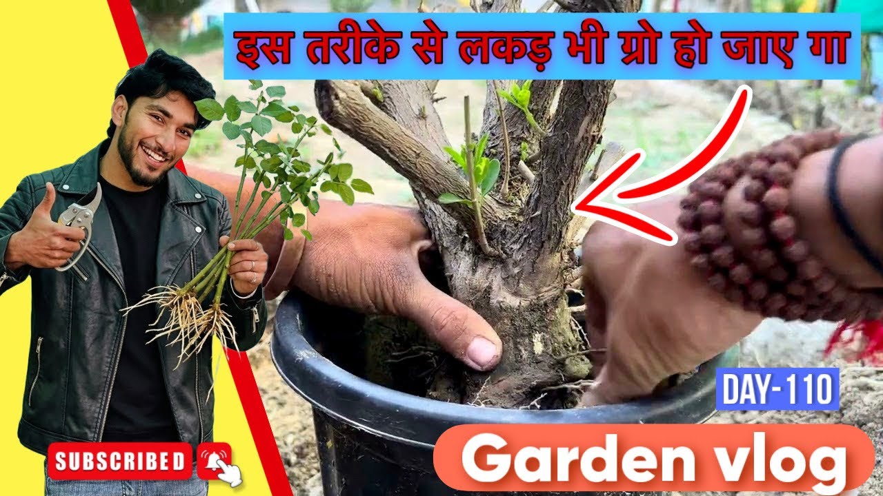 बाहुबली की तरह नलका पेड़ उखाड़ दिया 🤣🤣🤣#garden #ficusplant #plants #nurseryvisit #repotting #yt