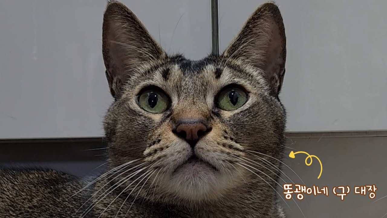 구 대장이지만 현 대장 못지 않게 쎈 놈이다