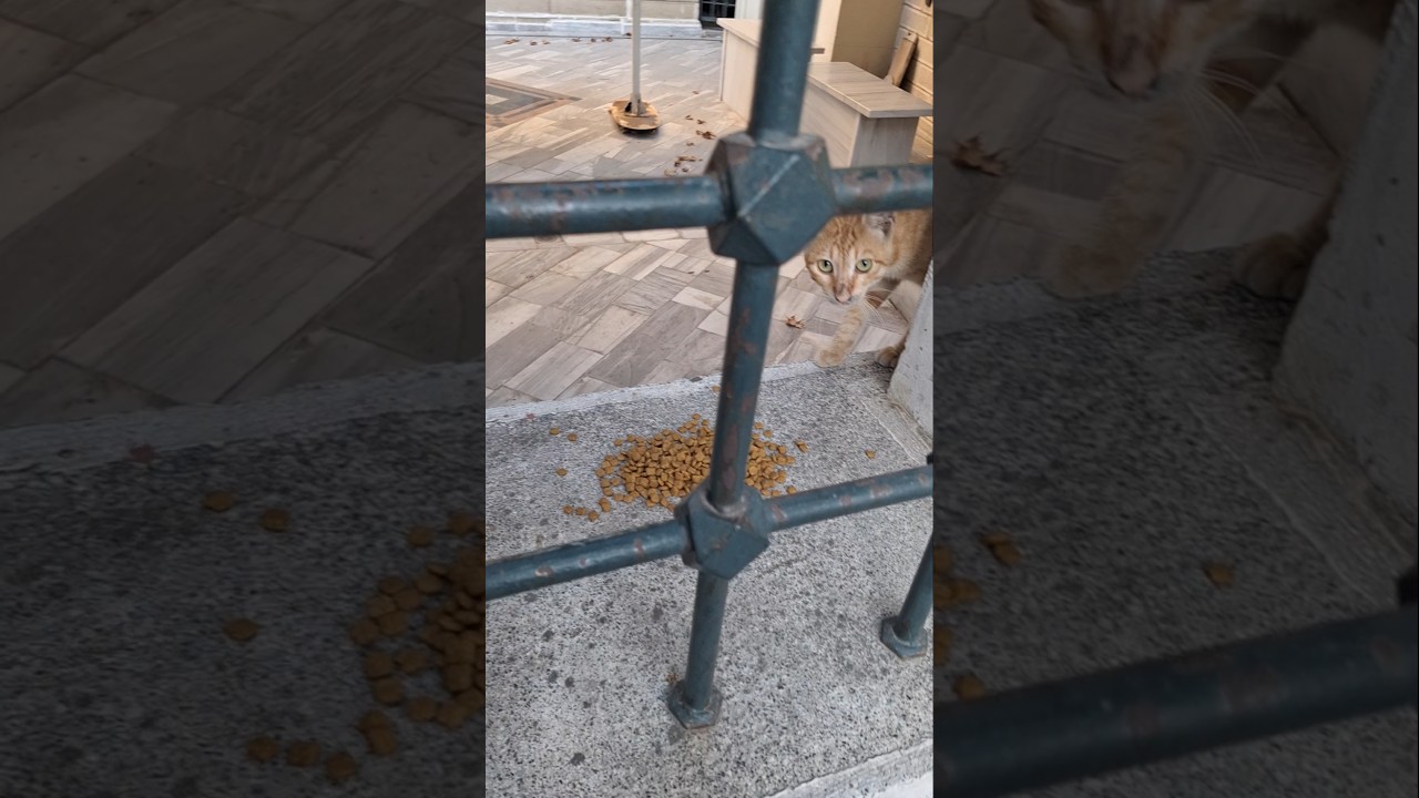 #PatiliBebeklerime❤️🧿🐾 #mama servisi #Yesinler🐾#Birkapsubirkapmama #kedi #k&ouml;pek#pati #sevgi#merhamet