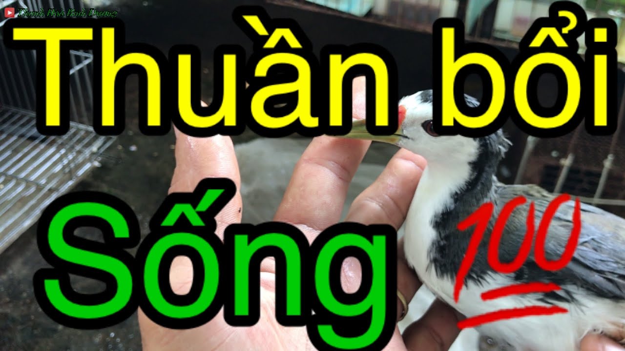 Bẩy Quốc-Thuần Quốc Bổi Cho Đứa Em khác Tỉnh-Thanh Hoà Bình Dương