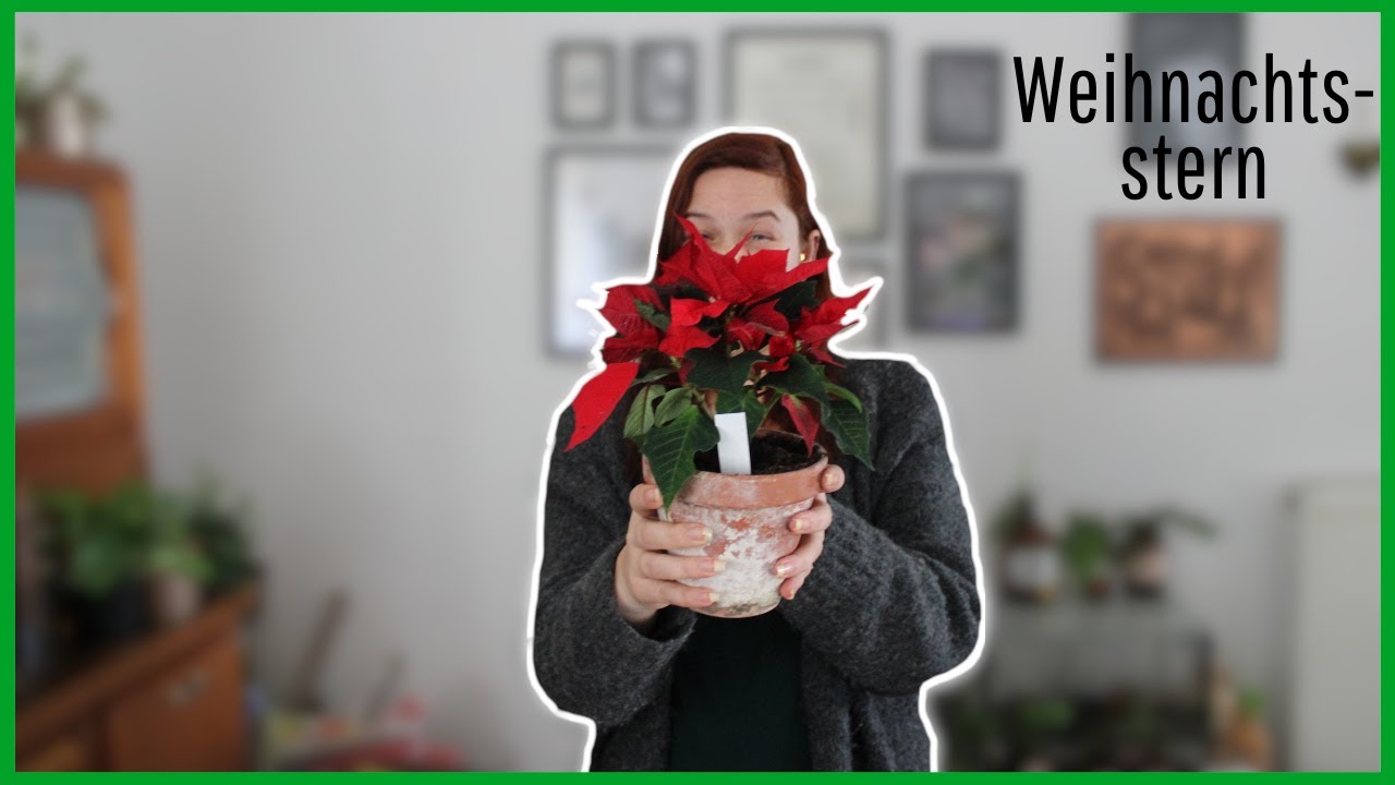 Weihnachtsstern - umtopfen + Tipps&Tricks | Umtopfen #1