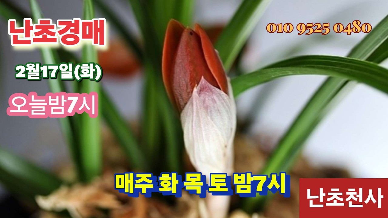 #26년도 02월 17 일 (화) #난초 경매 #480번째 도전 설 명절