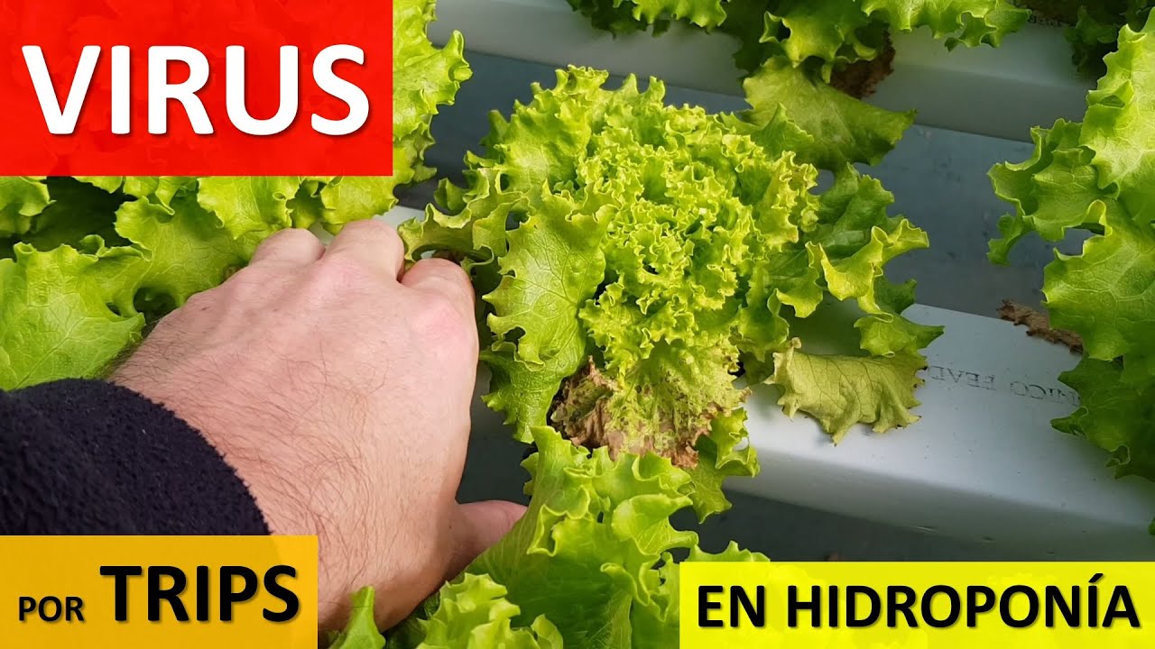 Virus en Hidroponía por Trips!!!