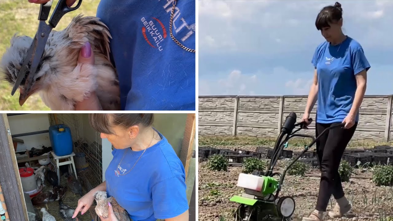 Квочка может встать с яиц Чем кормлю Индюшат За меня работает Кентавр