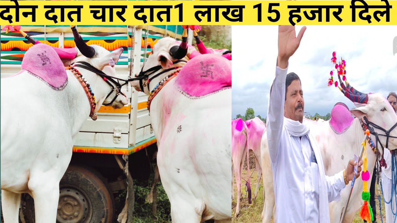 अनवर शेठ च्या दावनी चा मोठा सौदा #चाळीसगावबैलबाजार चाळीसगाव बैल बजार