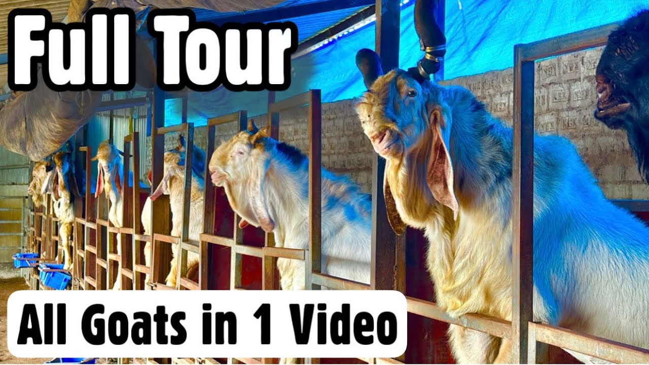 Full Farm Tour Of Al Ahmed Goat Farm | All Khassi & Andul Goats in 1 Video