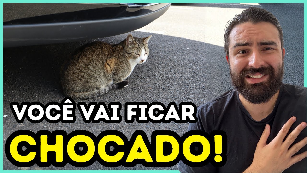 É POR ISSO Que Gatos de Rua São Mais ATROPELADOS Que Cães!