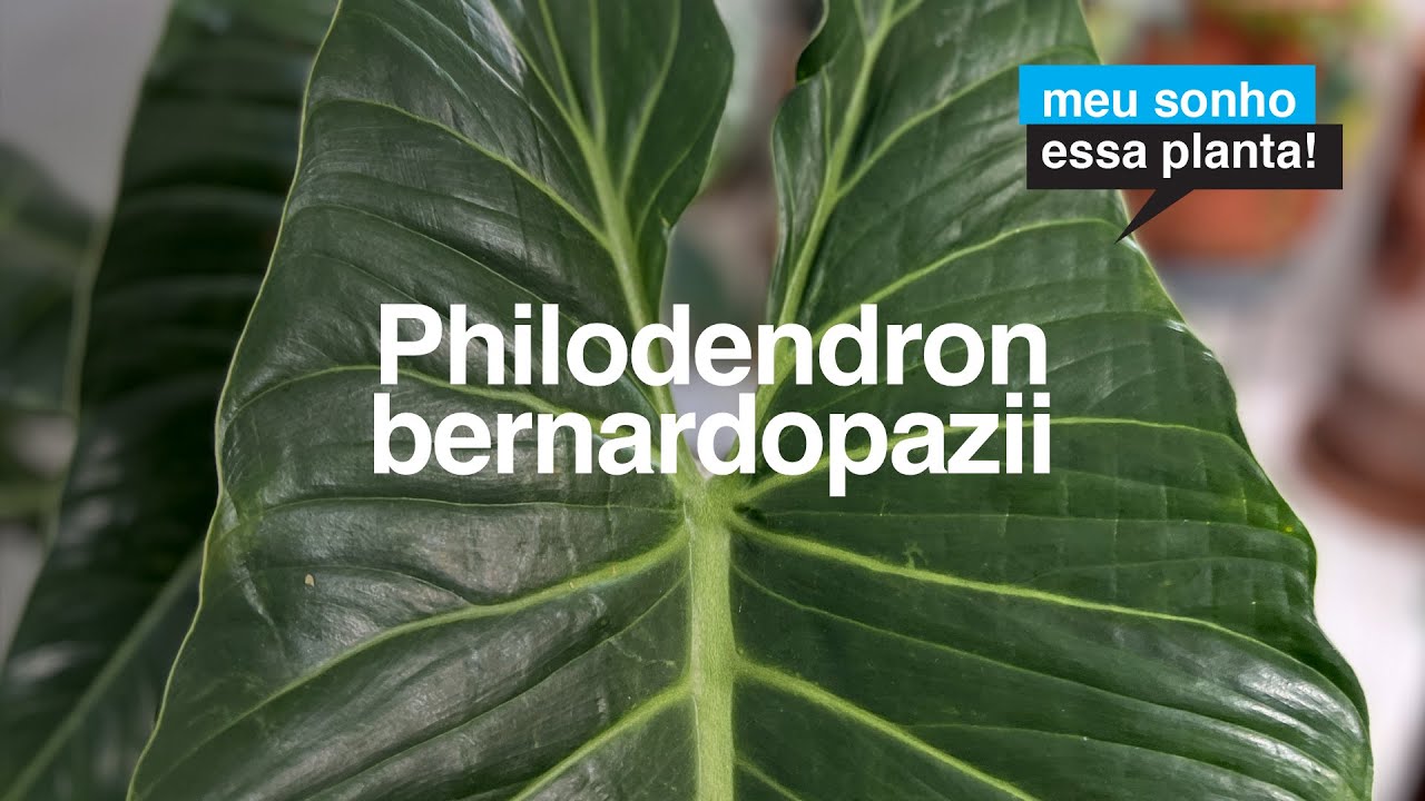 Philodendron bernardopazii - Dicas de Cuidados Após 2 Anos de Cultivo | Meu Sonho Essa Planta