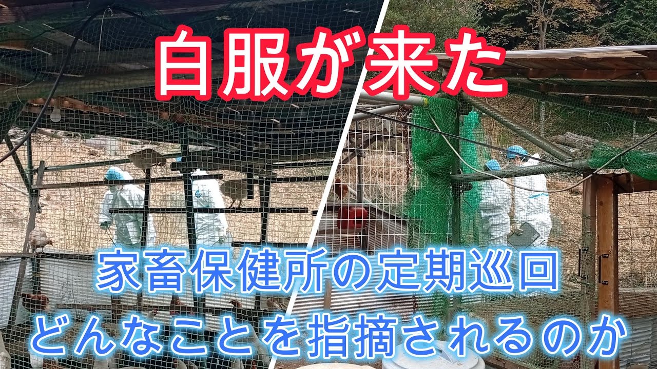 家畜衛生保健所の定期巡回、どこを見てどんなことを指摘されるのか、養鶏に許可は必要？【解説動画】