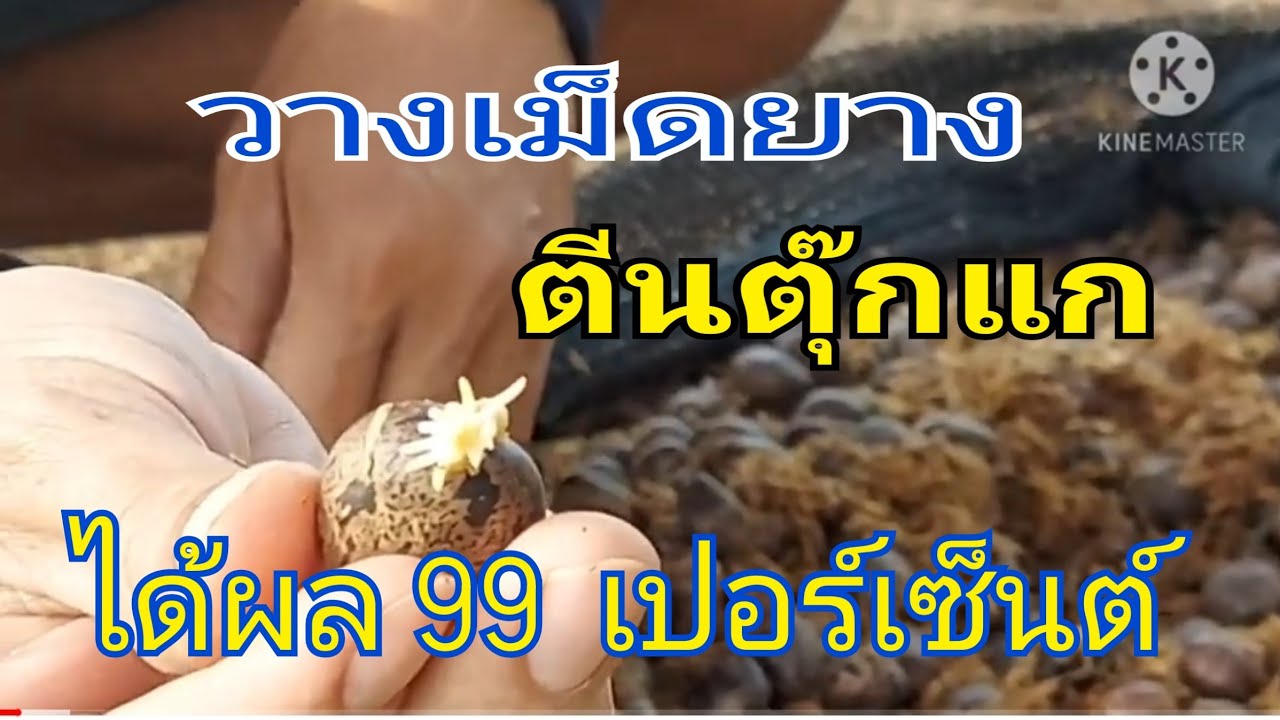 เพาะเมล็ดยางพารา  ( ทำยางบัดดิ้ง ) | DEAW  CHANNEL