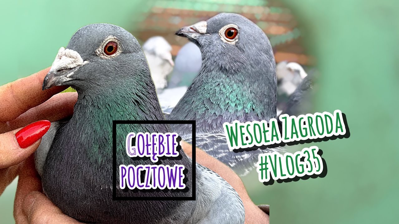 CZY TO OSTATNIE GOŁĘBIE POCZTOWE W TYM ROKU? 🕊️ Wesoła Zagroda #vlog35