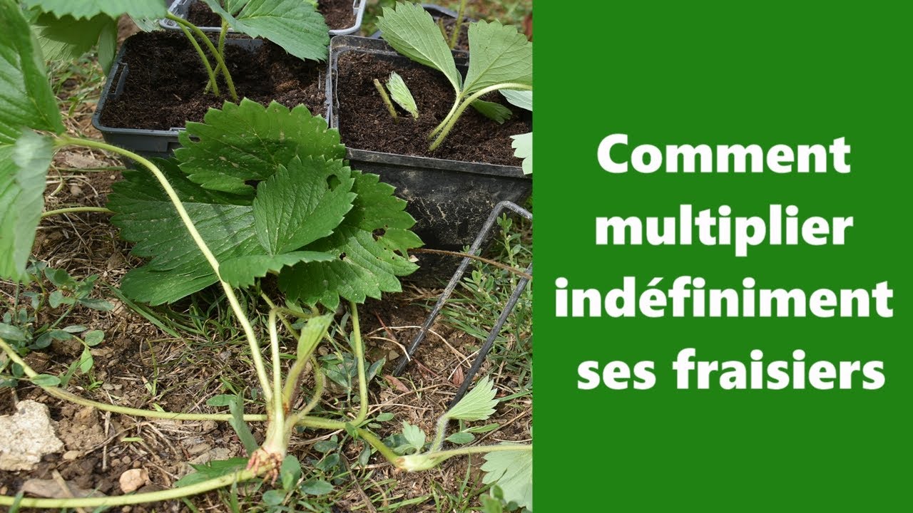 Comment multiplier ind&eacute;finiment ses fraisiers  ( stolon, gourmant bouture...)