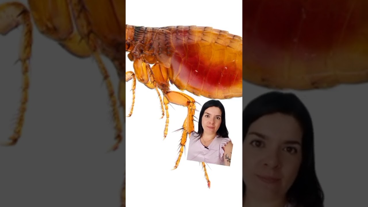 Vinagre como repelente natural de pulgas y garrapatas 🐶