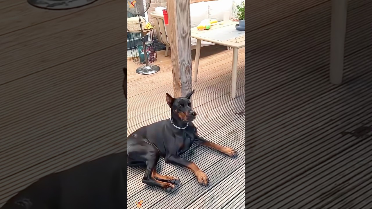 Dramatic Doberman 🤣#haha #funny #funnyvideo #funnymoment #dog #funnydog #doberman #fypシ゚viral