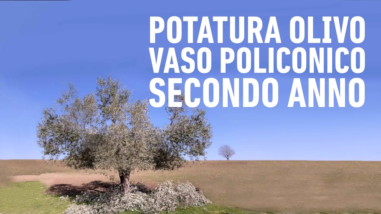 OLIVO: POTATURA A VASO POLICONICO