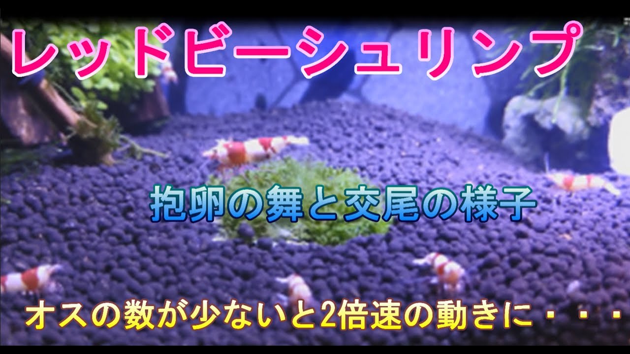 レッドビーシュリンプ抱卵の舞と交尾の様子　オスが少ないと2倍速になる？！