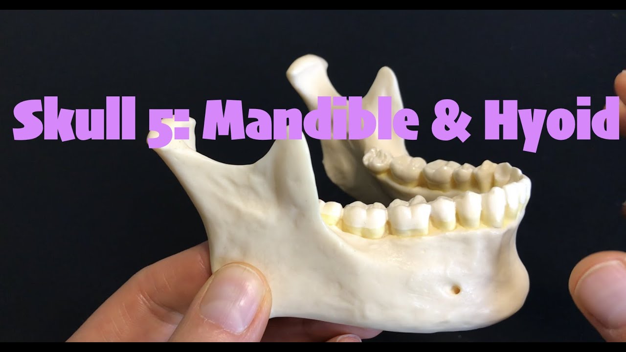Skull 5 Mandible & Hyoid