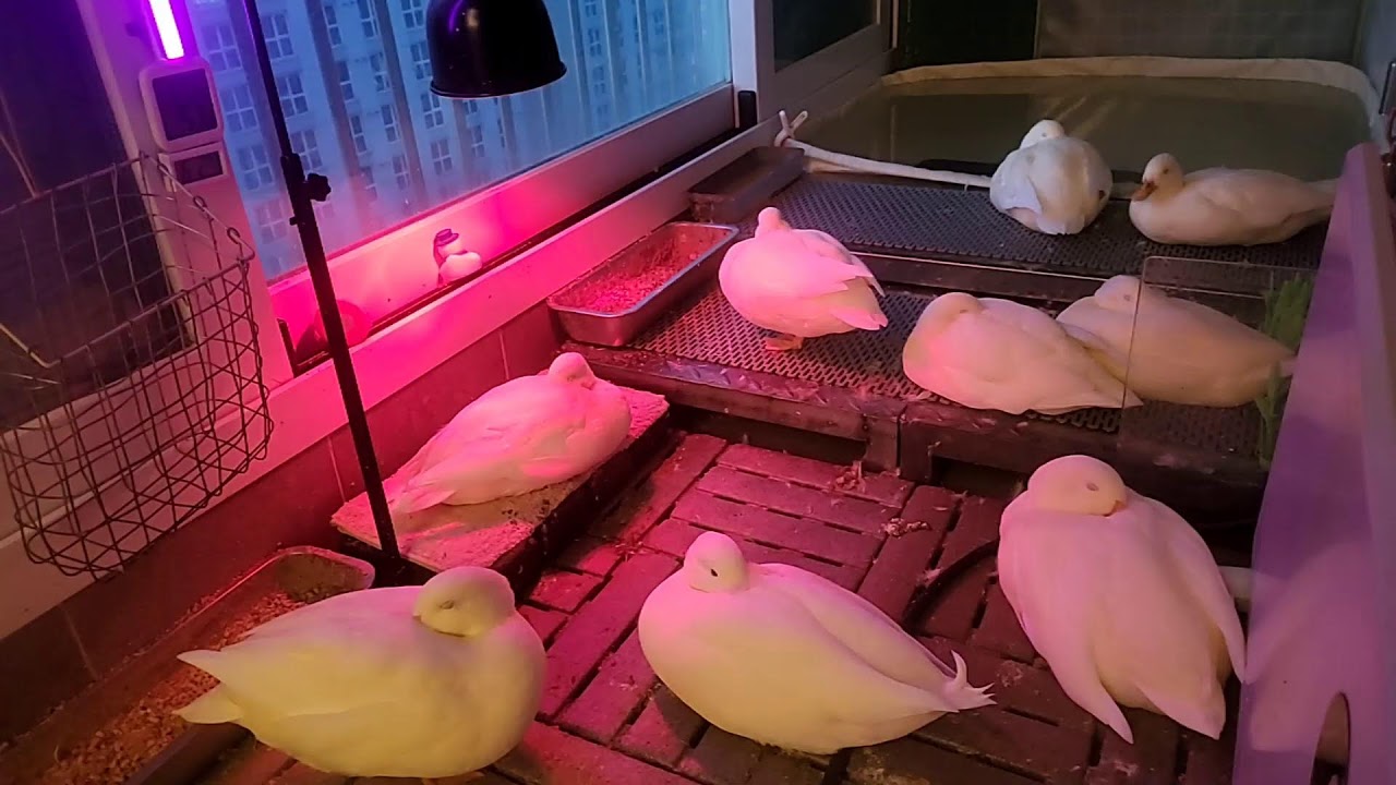 🔇  오리 라이브 | duck livestreaming