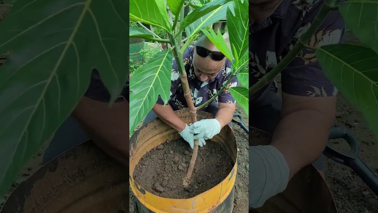 Breadfruit Propagation with Sanjay and Sant of Bula Agro Nursery - Part 2