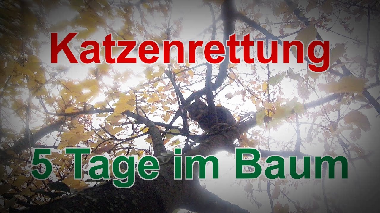 Katzenrettung / 5 Tage im Baum - Tiernotruf #54