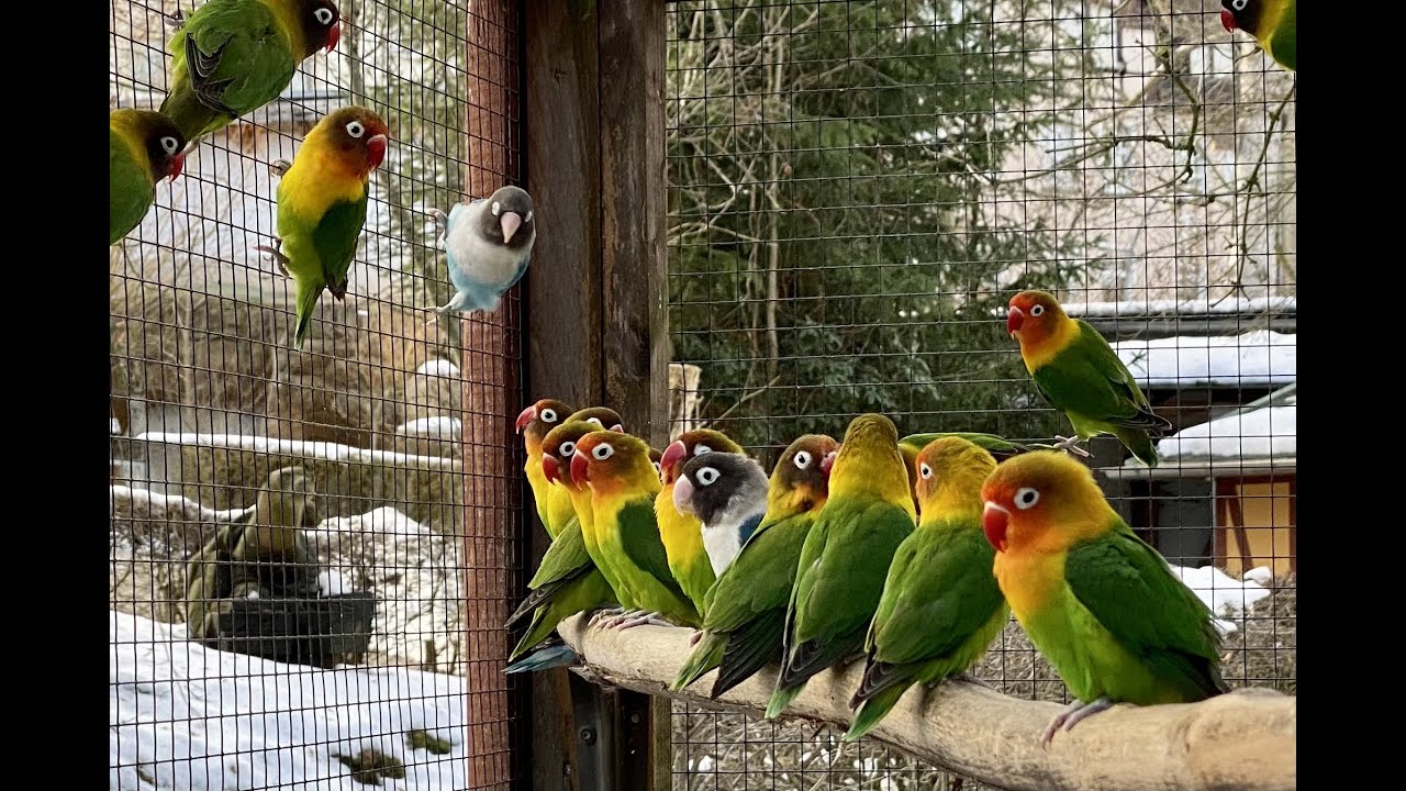 2021/43 - 400 tierische Zwerge sind in Aue zuhause | Rußköpfchen