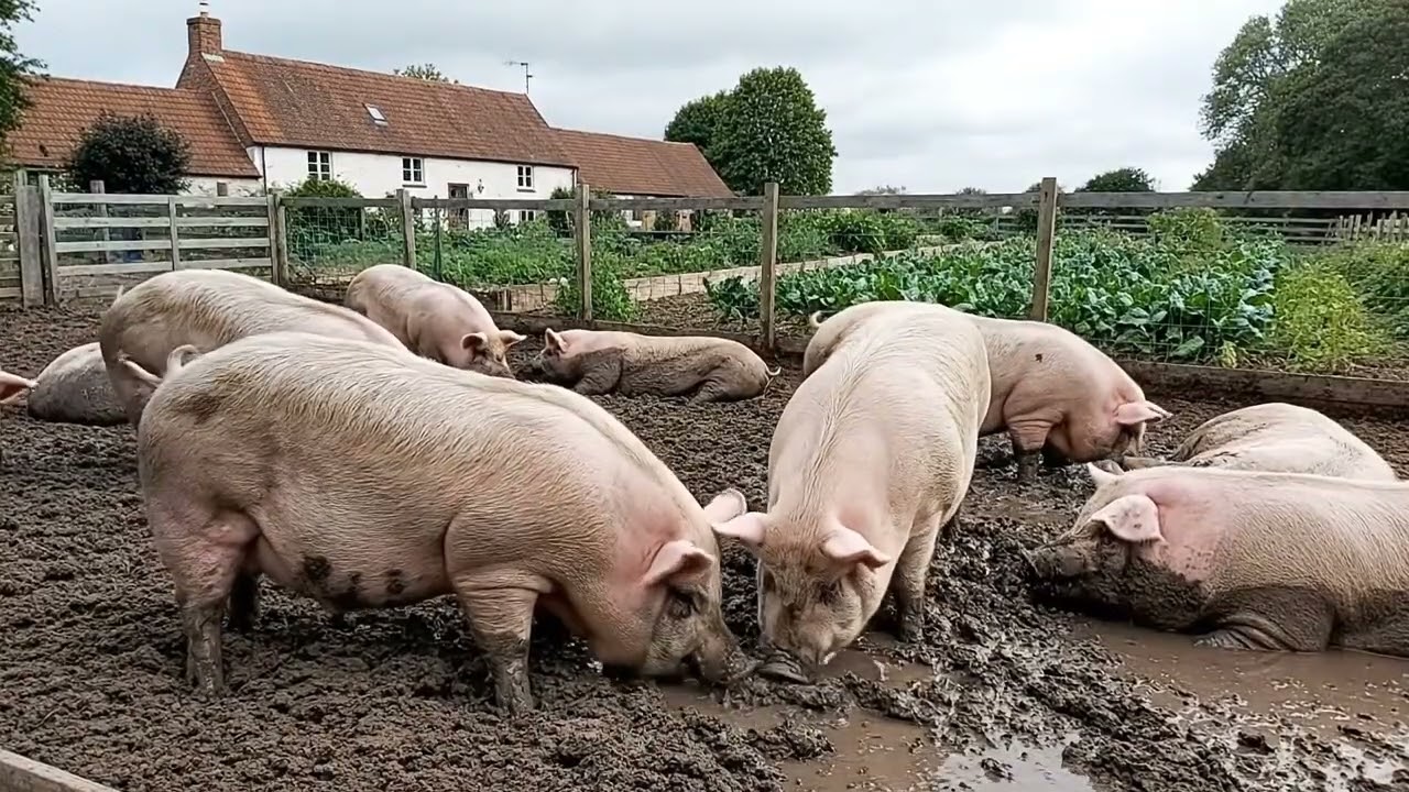 Farm Animal Life: Sheep, Cow, Goat, Pig, Chicken, Duck, Dog, Cat