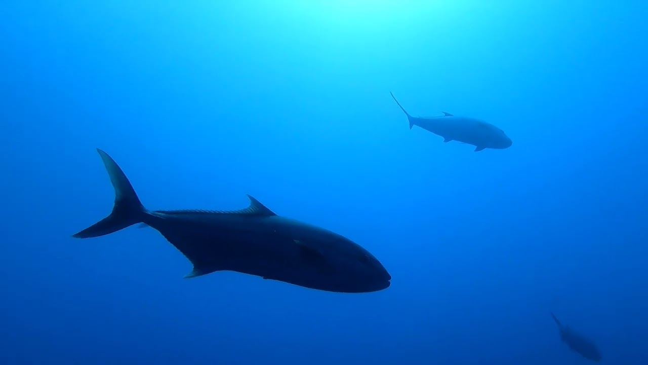 immersione al Sicchitello, Ustica in compagnia di enormi ricciole