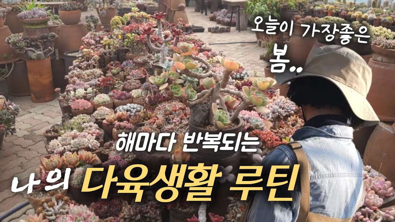  [군생만들기 / 무름방지]                                              6시 일어나는 60세  나의 다육생활 루틴