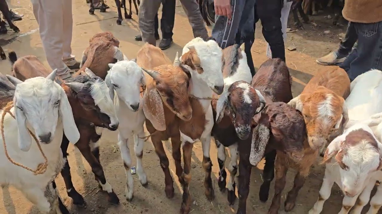 मंगलवार की मंडी/Ajmer Bakra Mandi Live Update #ajmerbakra #ajmerbakramandi #goat 