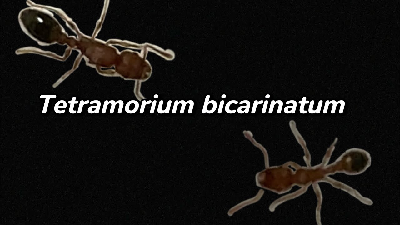 Tetramorium bicarinatum | Przedstawienie gatunku Mrówki [#4]