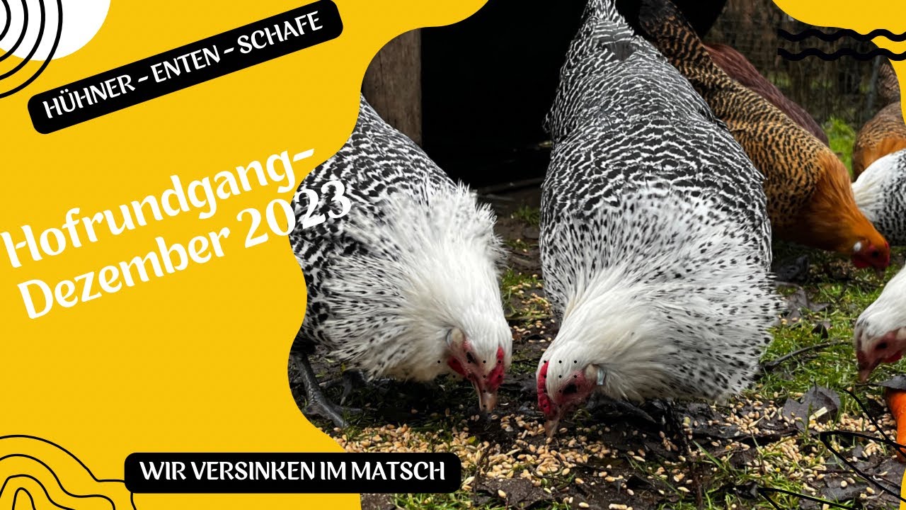 seltene Tiere in Deutschland - Hofrundgang im Winter 23
