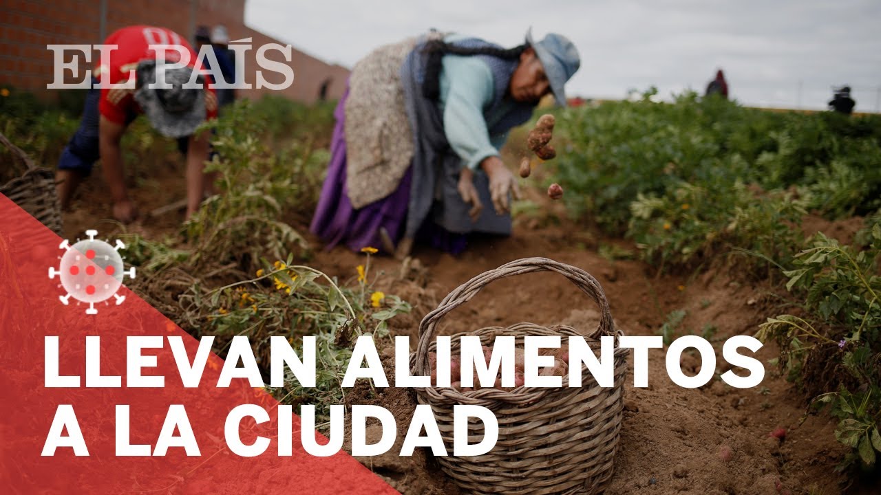 #CORONAVIRUS | Agricultores de #BOLIVIA alimentan a las grandes ciudades