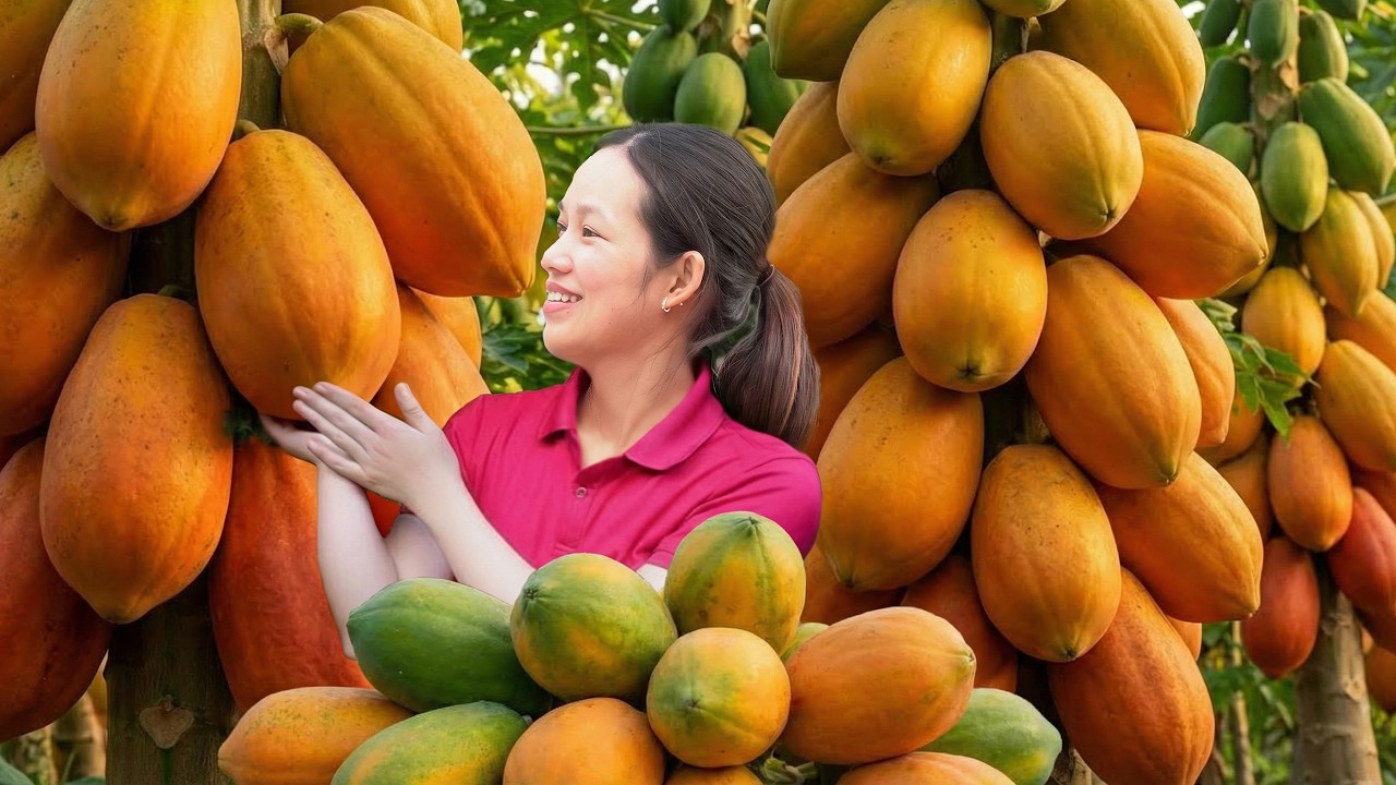 TIME-LAPSE | Harvesting +1000kg Rare Giant Papayas & Sold Out Fast, Make a Refreshing Jelly Dessert