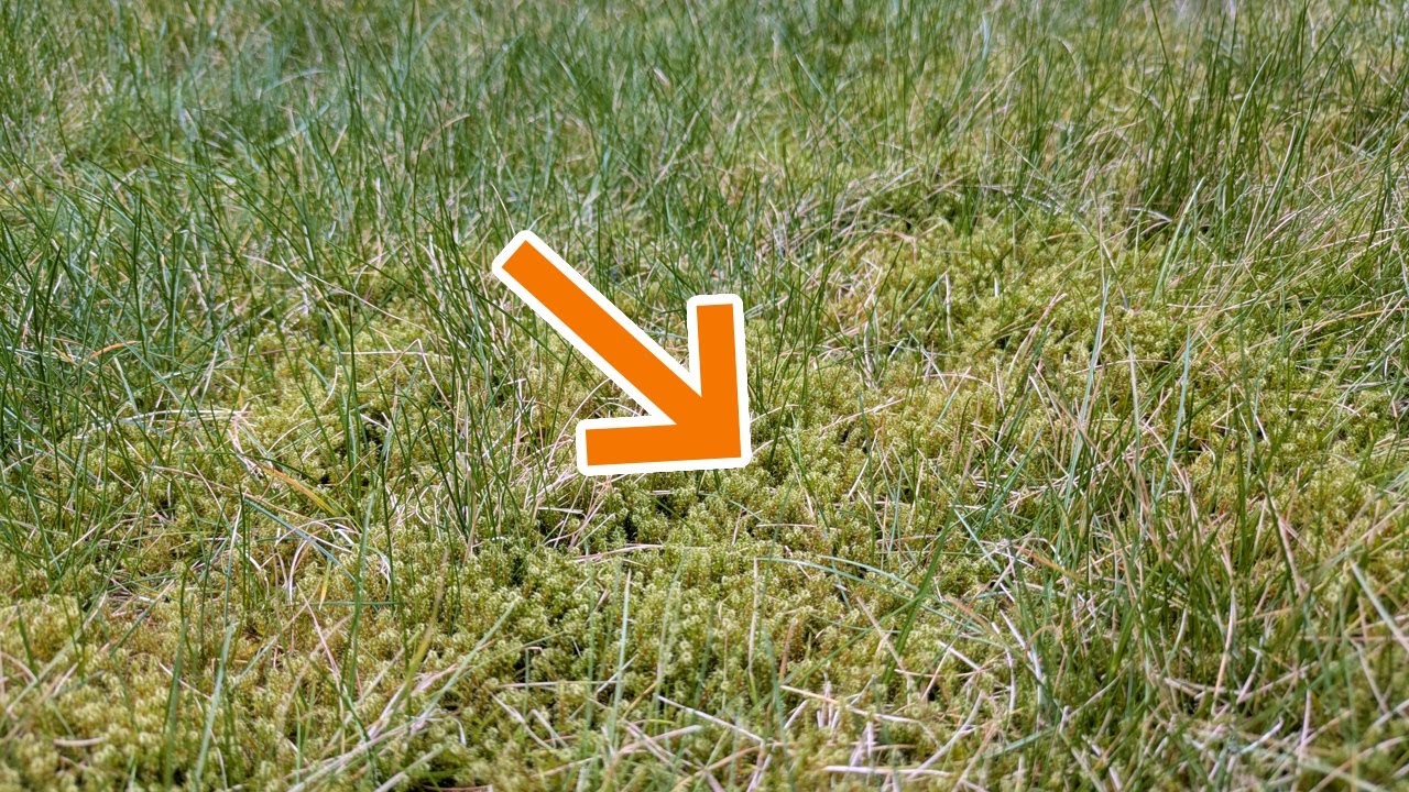 Moos im Rasen entfernen - schnell und einfach - So geht's