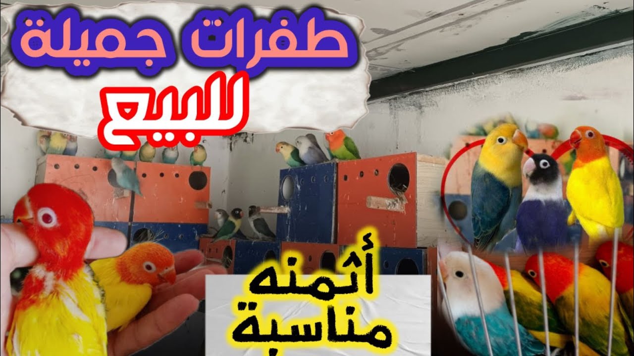 ليوم جبت ليكم 🦜 احسن طفرات🤯 لي كايبغيهوم المولوع ♥️ وبي احسن ثمن♥️ عند الأمازيغي 😱🔥