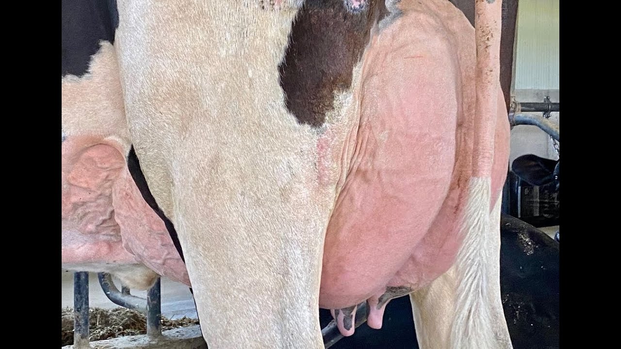 Cow black white Holstein and all black cow