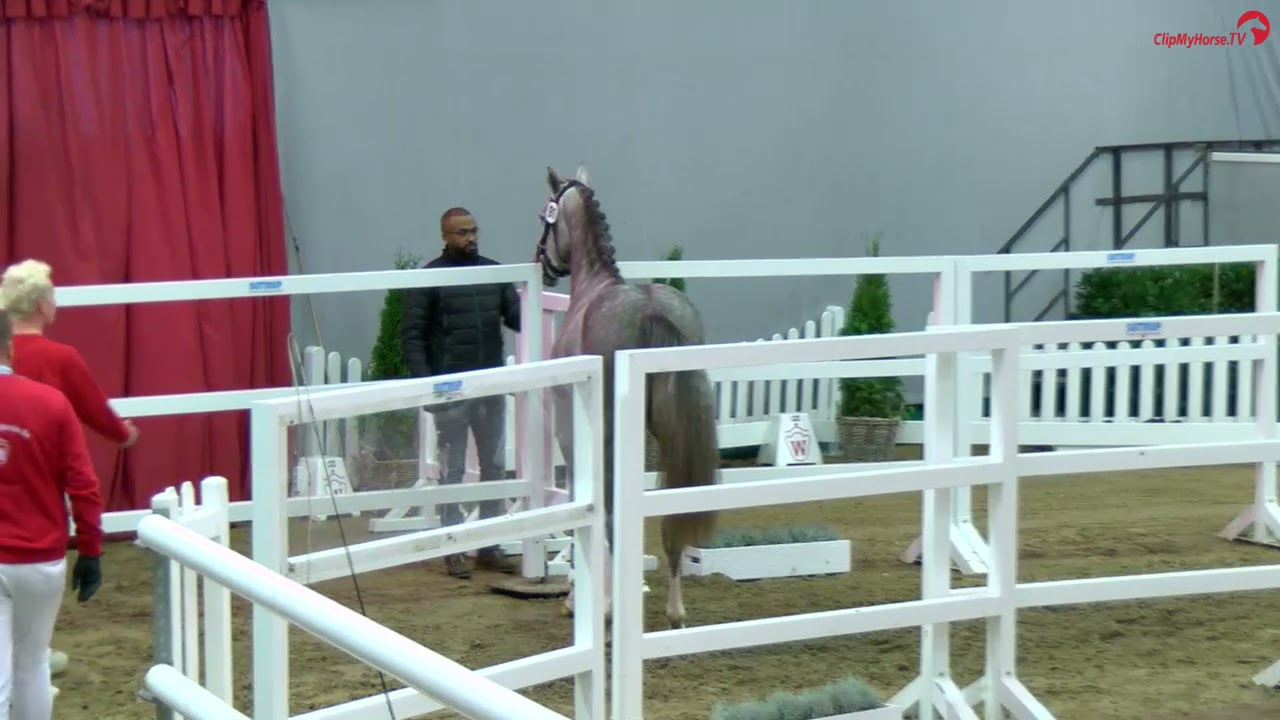 Unique v. Untouchable-Balou du Rouet,geb. 2019