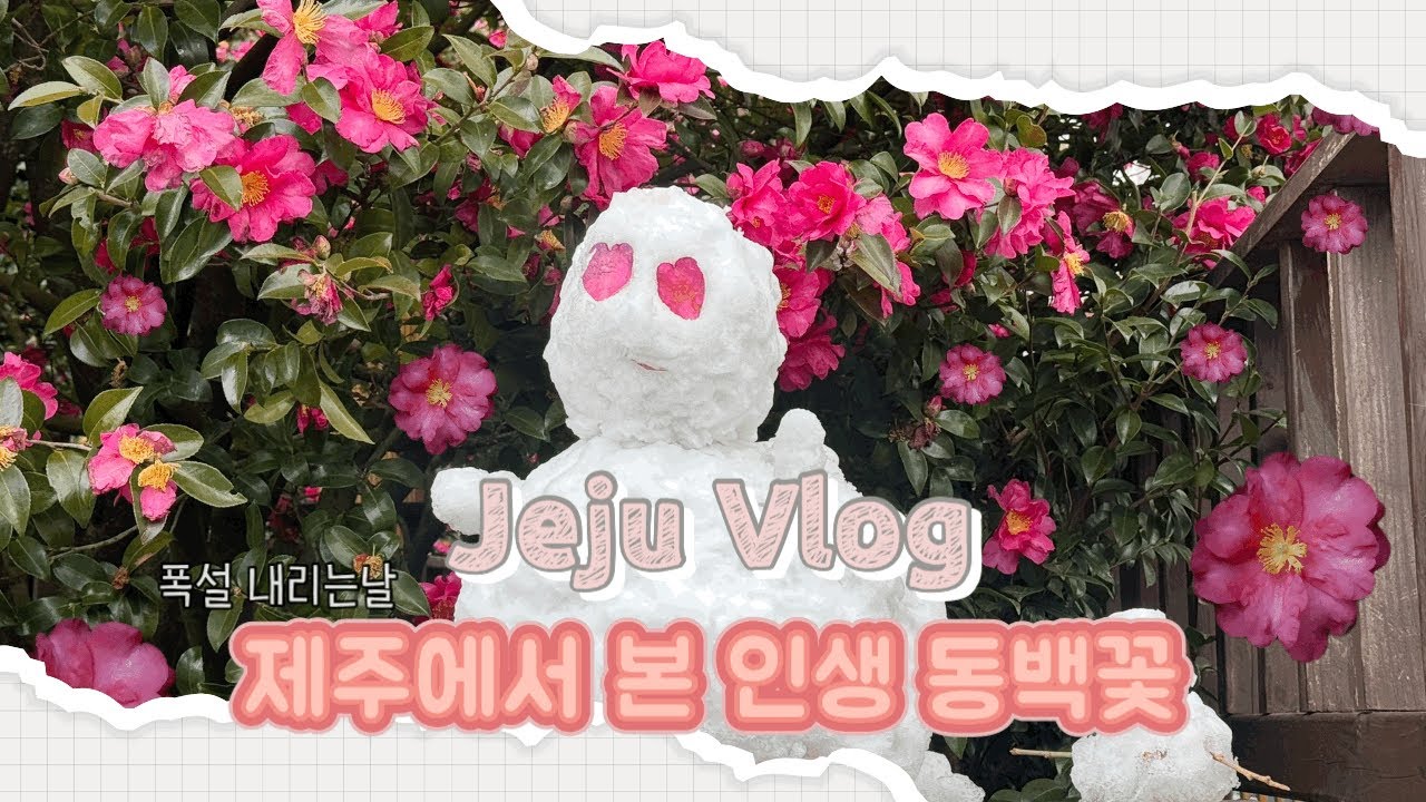 제주Vlog » 제주도 폭설 내리는날 만난 인생 동백꽃 🌺☃️