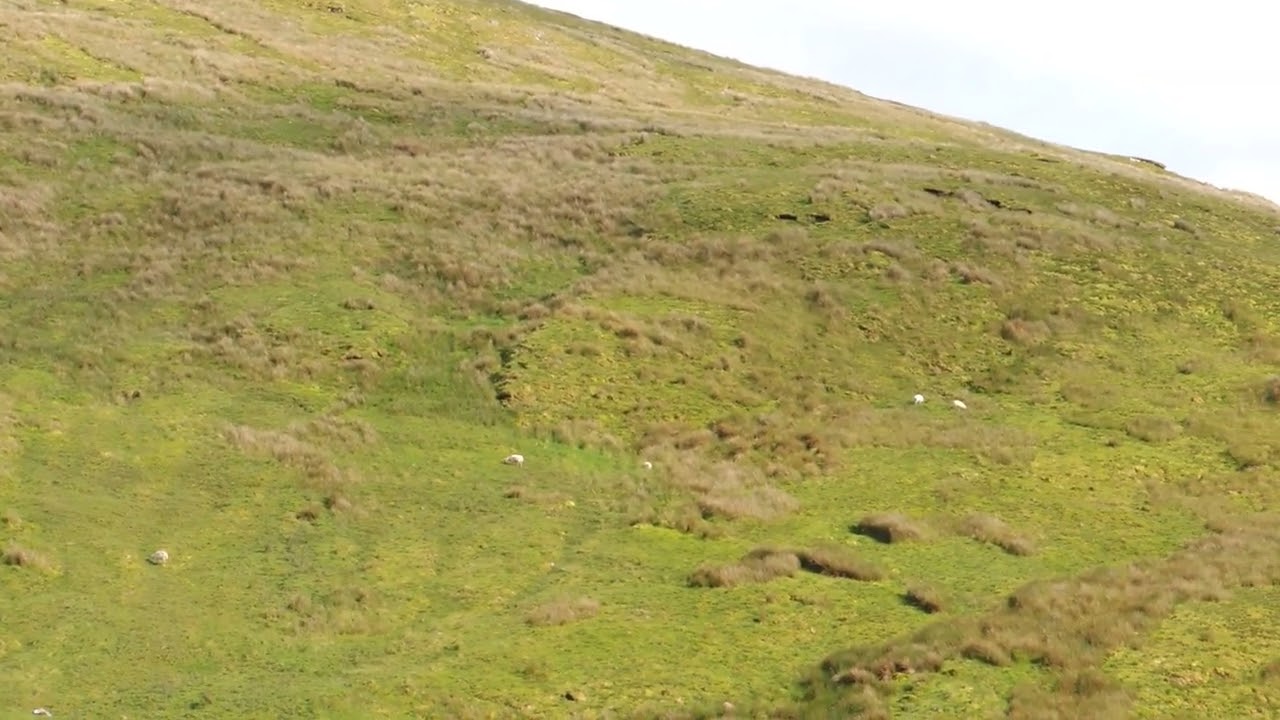 Sheep in the beautiful Glengesh Pass