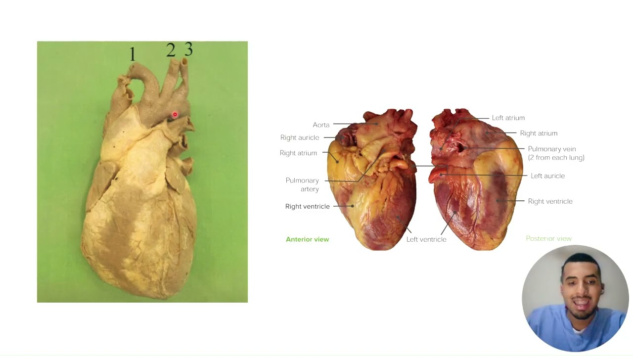 Tutoría de anatomía del corazón