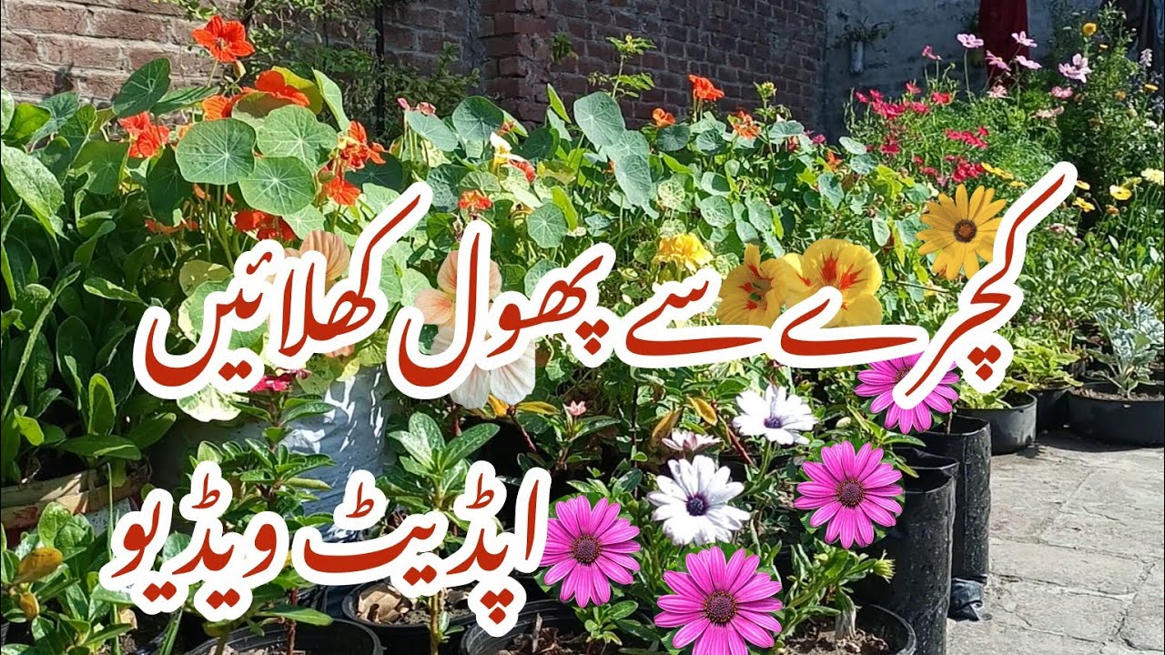 How to grow plants in waste material/plastic bottles reuse/reuse ideas